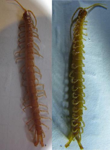 Cryptops anomalans